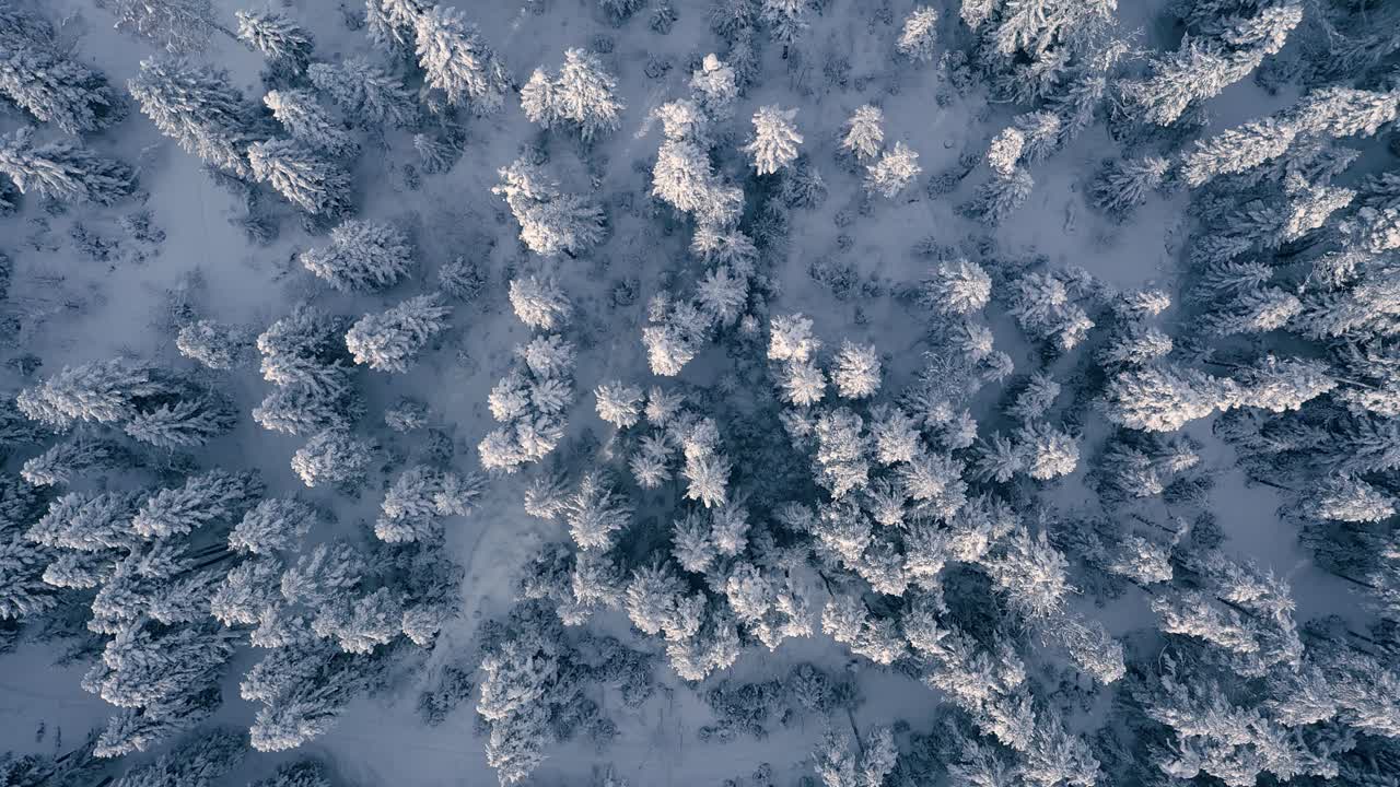 Smukt snelandskab i skoven om vinteren. Flyver over snedækkede fyrretræer.