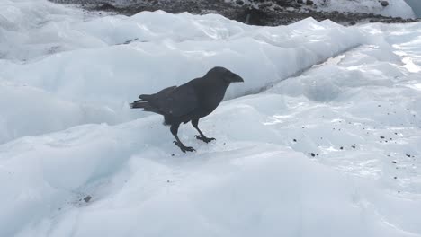 raven look around on melting glacier in skaftafell, iceland. slowmotion.