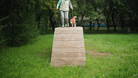 lady coach running through wooden trainer with american bully dog smiling excitedly reaching end of wooden obstacle while trailer moves across distant park surrounded by green grass trees
