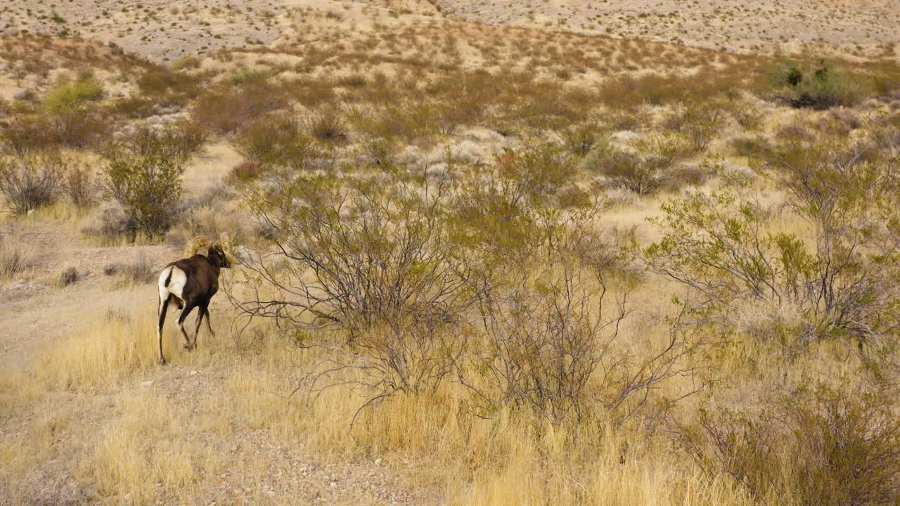 drone sigue al borrego cimarrón animal salvaje en un desierto natural seco y remoto