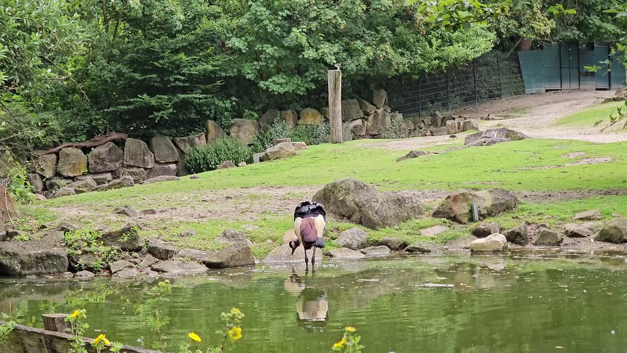 коронованный журавль в парке