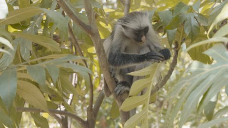 Wild-red-colobus-monkey-feeding-on-leaves-in-Jozani-tropical-forest,-Zanzibar-island