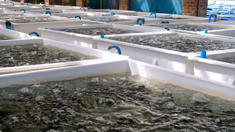 aerated and bubbling abalone tanks on commercial aquaculture farm