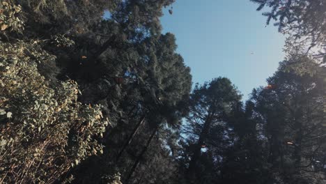 Magnificent-Monarch-Butterflies-Flying-Peacefully-In-Blue-Sky,-El-Rosario-Michoacan,-Mexico