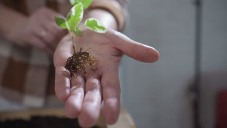 close up of freshly rooted plant with vibrant green leaves and moist roots gently held in lady s open palm above wooden planter, under soft indoor lighting in calm gardening environment