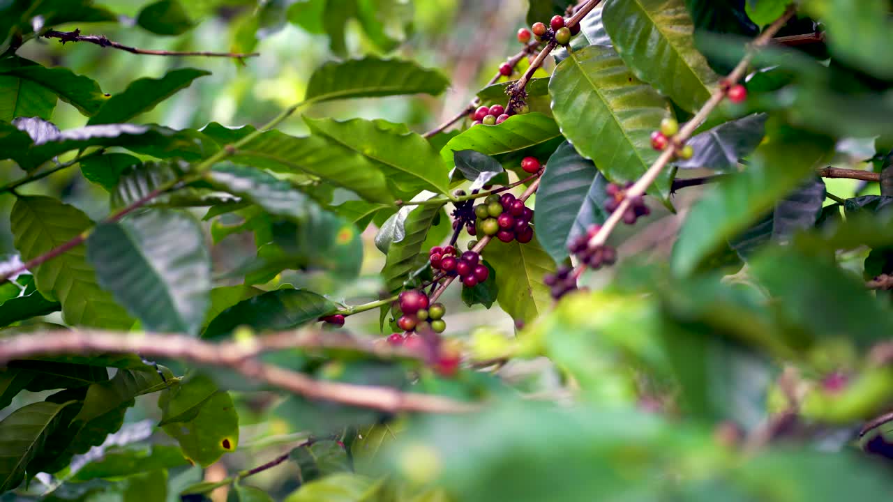 toma cinematográfica del cultivo de granos de café arábica rojo en el árbol de la montaña en el norte de tailandia