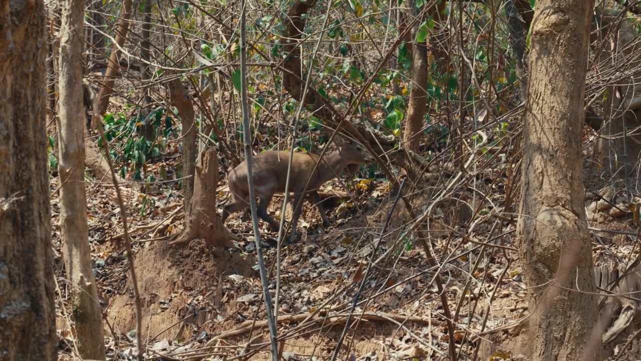 Pengambilan gambar samping jarak menengah seekor rusa liar yang menyatu dengan dahan hutan kering lebat dan batang pohon saat mencari makan di lereng bukit di suaka margasatwa di Chiang Mai, Thailand Utara.