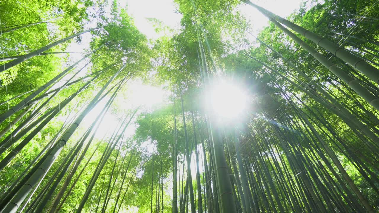 In Kamakura, south of Tokyo, there is a temple that has a beautiful and well-kept bamboo forest, at sunset the sun's rays cross the entire place giving an atmosphere of peace and tranquility.