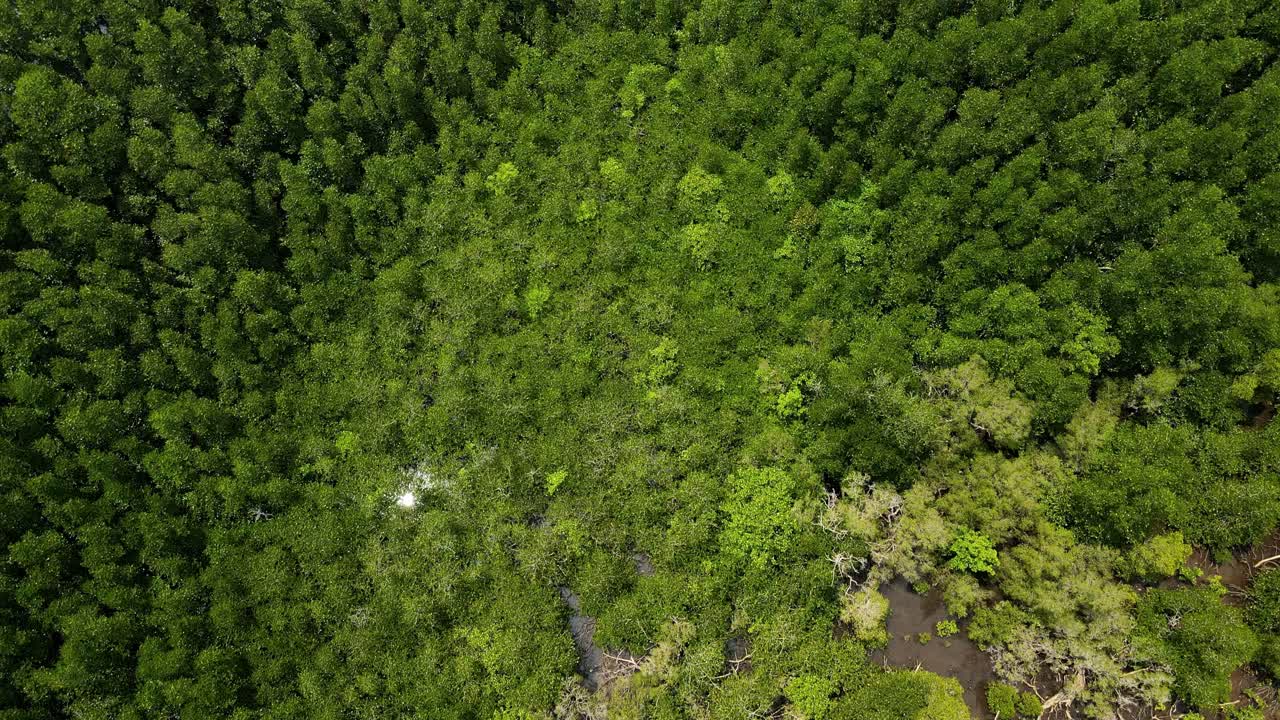 toma aérea a vista de pájaro del bosque de manglares