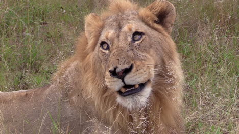 close view of face of male lion as wind blows through tall grass