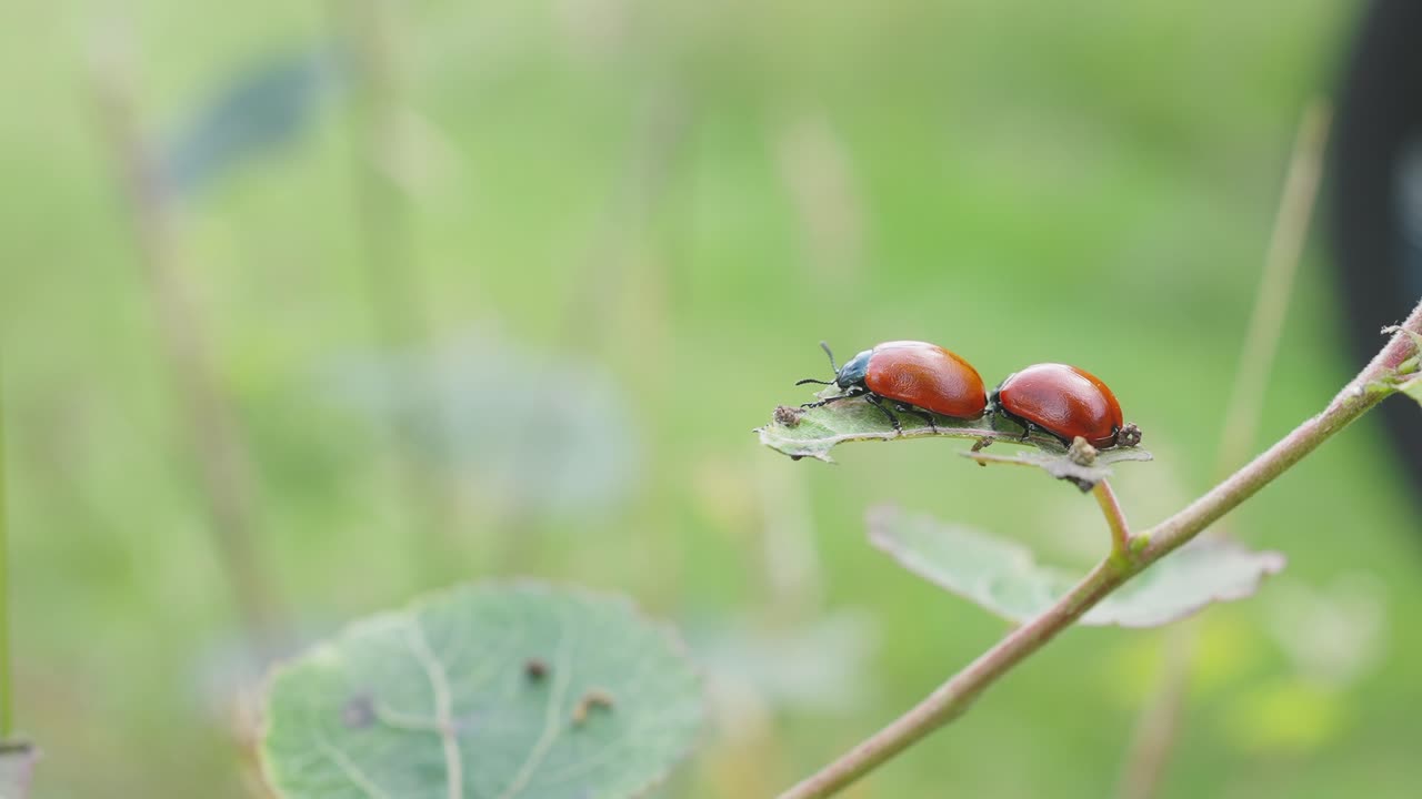 나뭇잎 배경으로 줄기에 잎에 자리 잡은 한 쌍의 coccinellidae