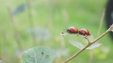 pair of coccinellidae perched on leaf on stem with bokeh background