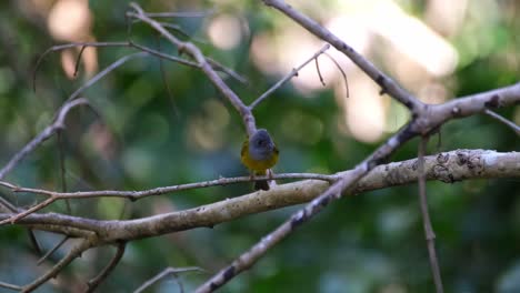 Papamoscas-Canario-De-Cabeza-Gris,-Culicicapa-Ceylonensis,-Volando-Hacia-La-Cámara-De-Una-Rama-A-Otra-Mientras-Se-Detiene-En-Una-Rama-Mientras-Observa-Su-Entorno