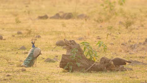 Der-Männliche-Pfau-Putzt-Sich-Im-Sommer-Am-Frühen-Morgen-In-Der-Öffnung-In-Der-Nähe-Des-Waldes,-Während-Weibliche-Pfauen-Ihm-Im-Morgenlicht-Folgen