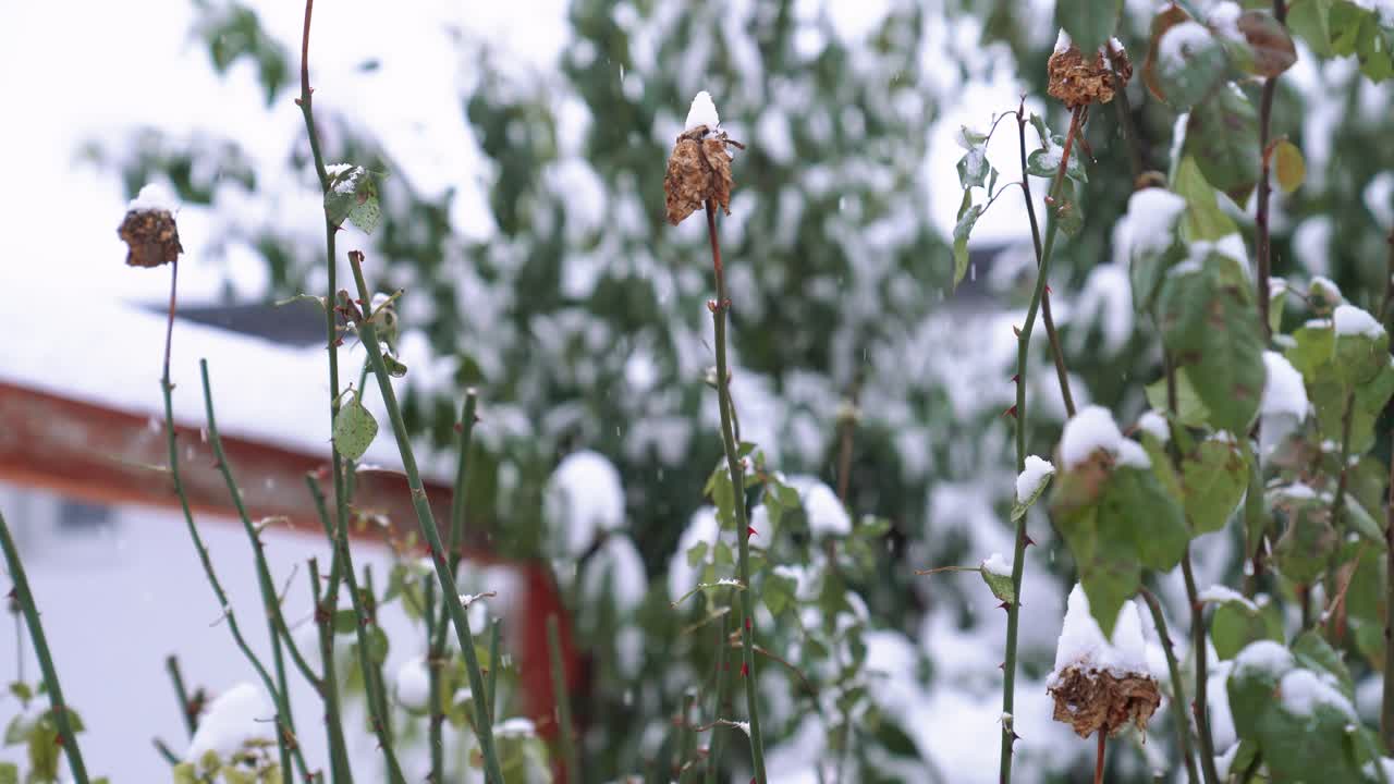 Steli di rosa, boccioli secchi e foglie verdi ricoperti di neve invernale. Sfondo astratto naturale con nevicata e cespugli di rose