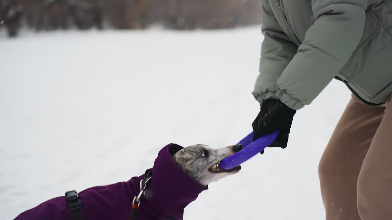 Close-up of dog in purple coat fiercely gripping purple toy with teeth while woman in green jacket and beige pants pulls during snowy winter tug-of-war