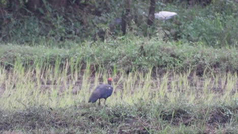 Ibis-Encontrando-Comida-Uhd-Mp4-4k