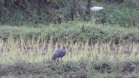 ibis finding food uhd mp4 4k