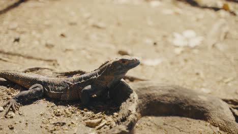 Lagarto-Iguana-Descansando-En-Un-Bosque-Soleado-De-Costa-Rica,-América-Central