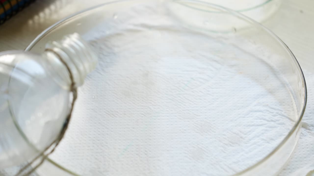A petri dish filled with liquid and fruit flies during an experiment