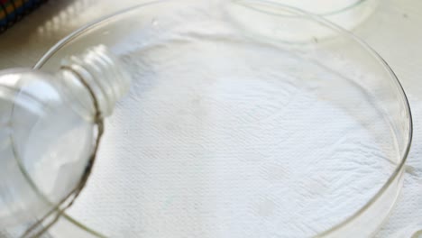 a petri dish filled with liquid and fruit flies during an experiment
