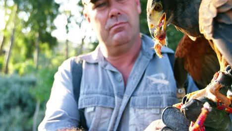 hombre alimentando águila halcón en su mano