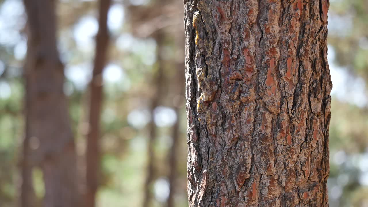 Tree trunk in the forest