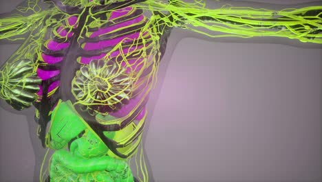 ilustración del modelo del cuerpo humano
