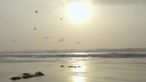 Flock of birds flying away during sunrise at the beach