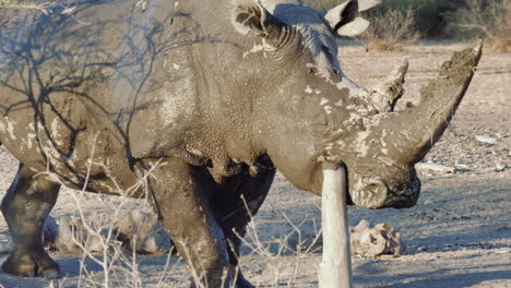 a white rhinoceros covered in mud scratching and sharpening its horn on a wood stump in khama rhino sanctuary, botswana