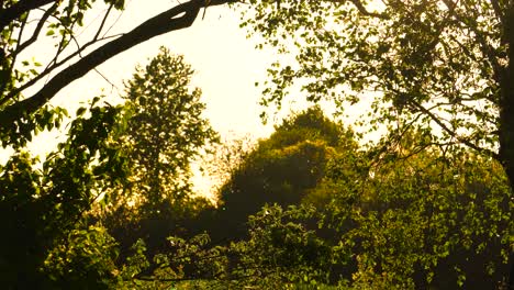 Pequeñas-Partículas-De-Polen-Y-Hojas-De-árboles-Se-Mueven-En-La-Brisa-Del-Atardecer-De-La-Hora-Dorada