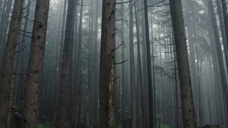 a second-growth forest in the fog