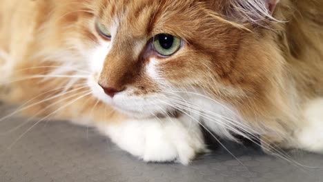 close up of a gorgeous green eyed ginger cat