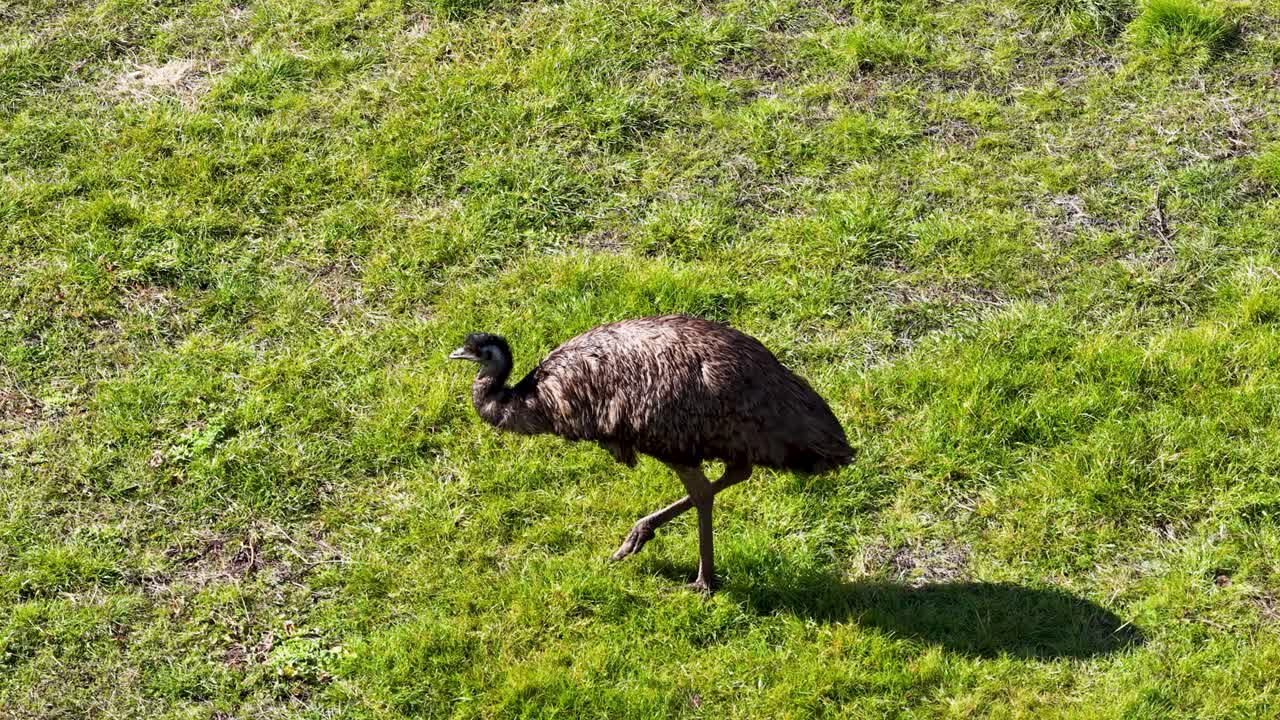 An emu strides across a sunlit grassy area, captured from above with a steady drone shot. Bright natural daylight highlights the bird’s movement and shadow