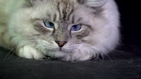 el gato de ojos azules fluffy blanco gracioso monitorea el haz láser