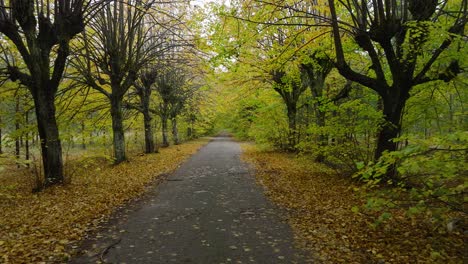 Establishing-view-of-the-autumn-linden-tree-alley,-empty-pathway,-yellow-leaves-of-a-linden-tree-on-the-ground,-idyllic-nature-scene-of-leaf-fall,-overcast-autumn-day,-low-drone-shot-moving-forward