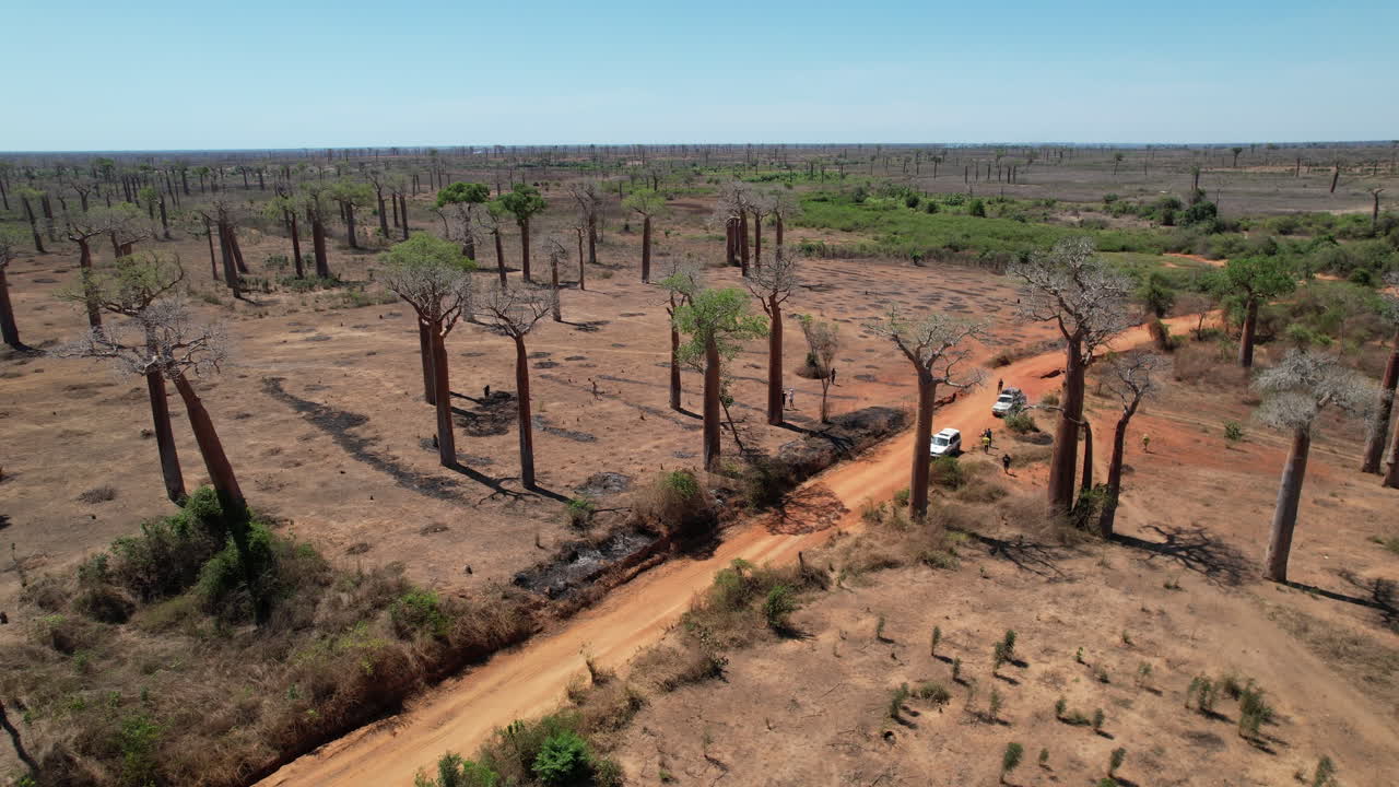 A still-hovering drone captures the geometry of baobab trees in Beroboka, Madagascar. Suitable for ecological, scientific, or tourism-based visuals