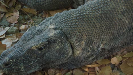 primer plano de la cabeza de un dragón de komodo, seguido por la cámara que se mueve a lo largo de todo el cuerpo, mostrando su longitud completa