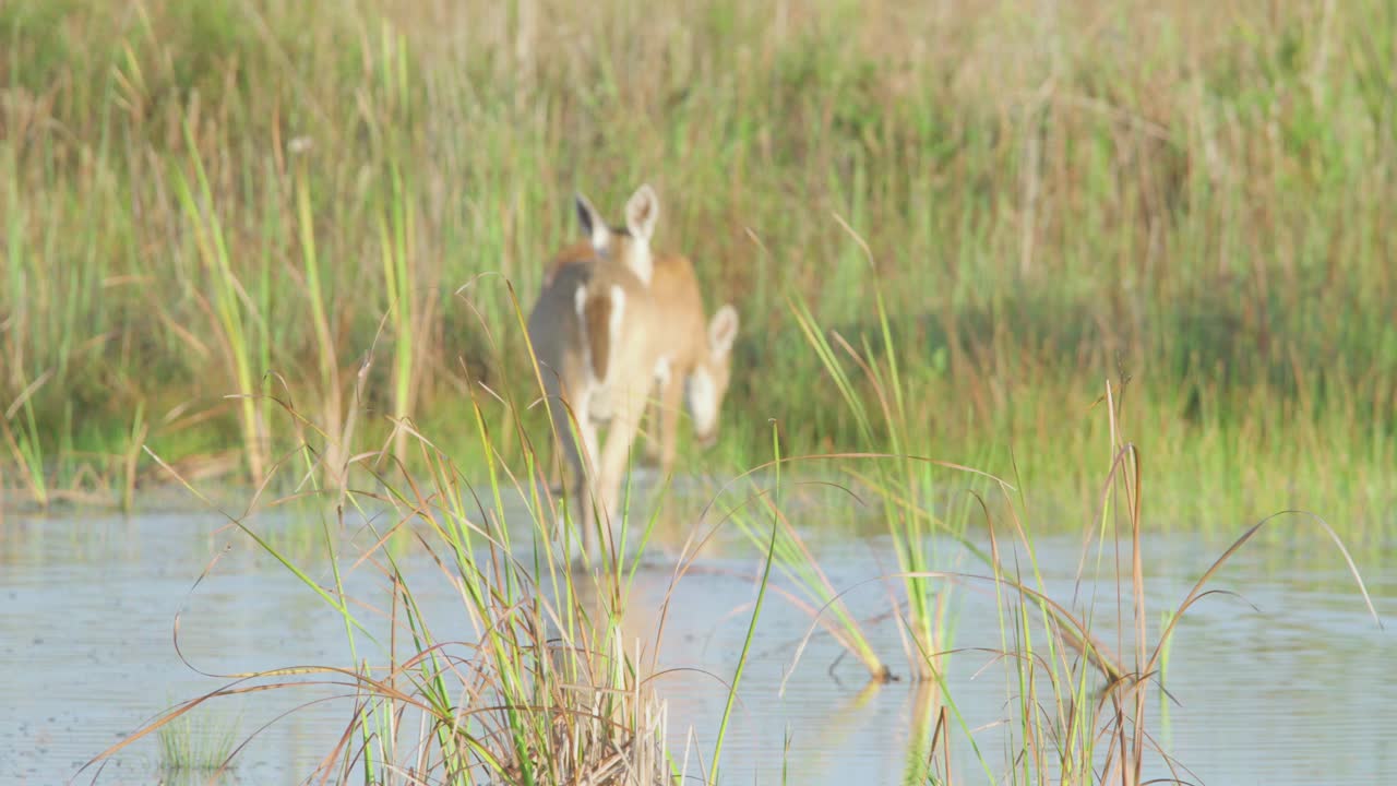 슬로우 모션으로 걸어가는 흰 꼬리 사슴 가족