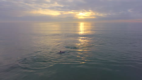 delfines de sudáfrica nadando en la bahía de jeffreys temprano en la mañana amanecer dorado en el horizonte reflexión aérea cinematográfica seguir pan