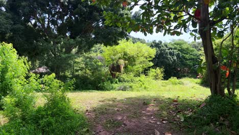 An-elephant-standing-in-a-forest-looking-directly-into-the-camera