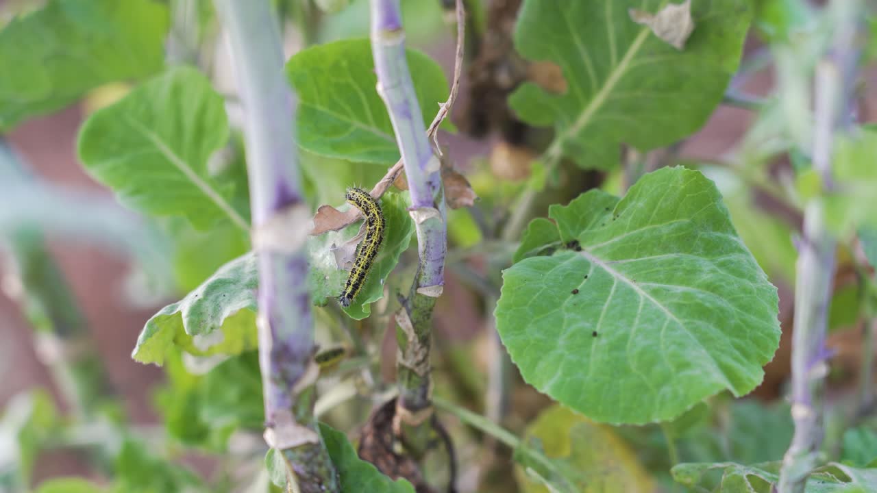 oruga en la planta de repollo
