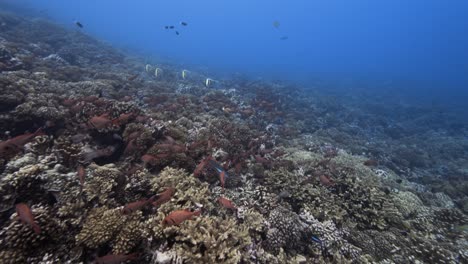 Big-school-of-red-soldier-fish-in-clear-water-on-a-tropical-coral-reef,-Tuamotu-archipelago,-french-polynesia,-south-pacific