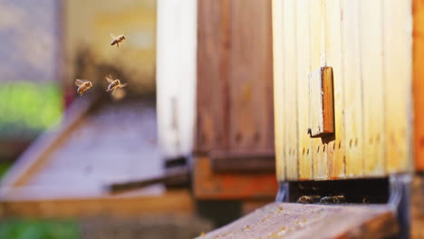 Vista-De-Las-Abejas-Dando-Vueltas-En-La-Entrada.