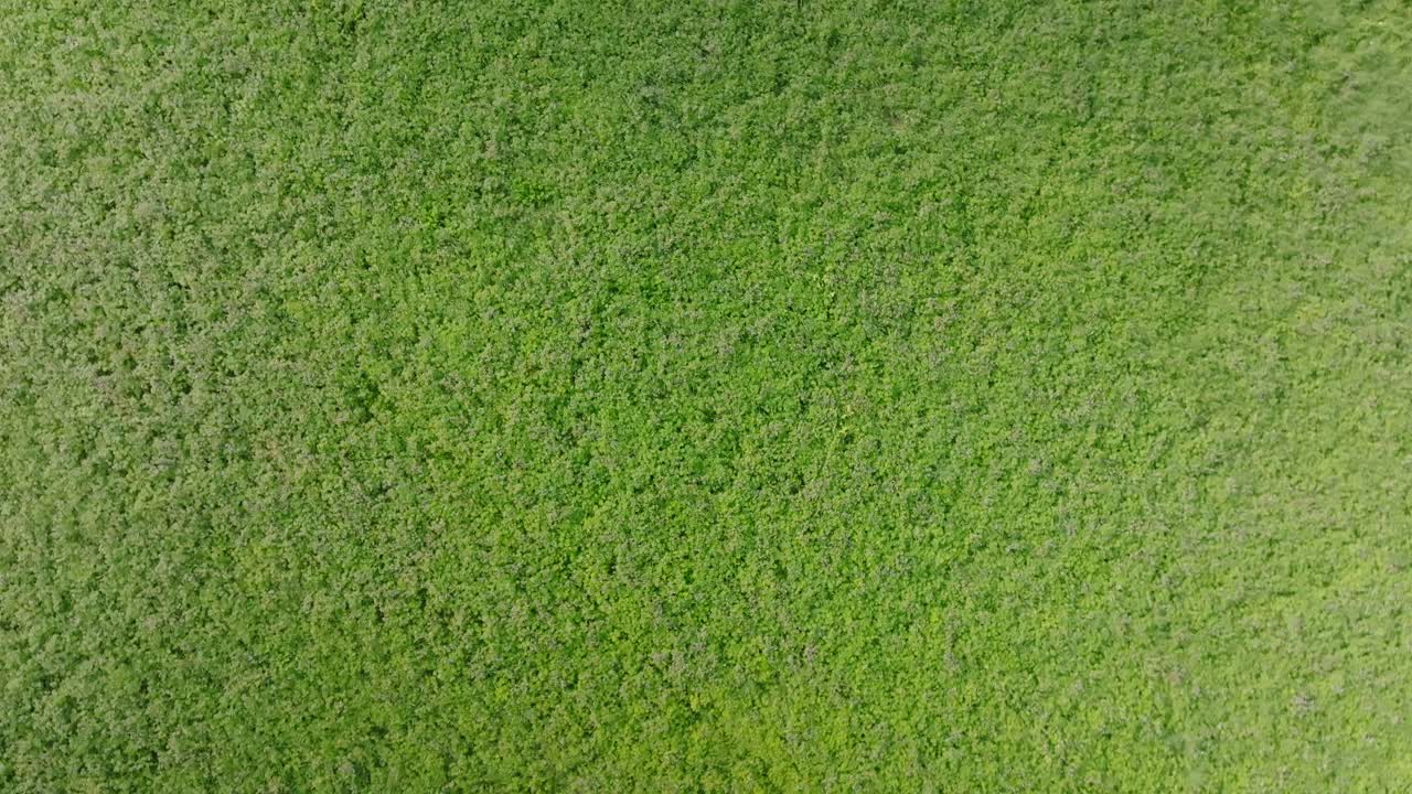 tapicería verde, exuberante campo de esmeralda de tréboles apretados muy juntos