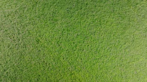 verdant tapestry, lush emerald field of clover packed closely together