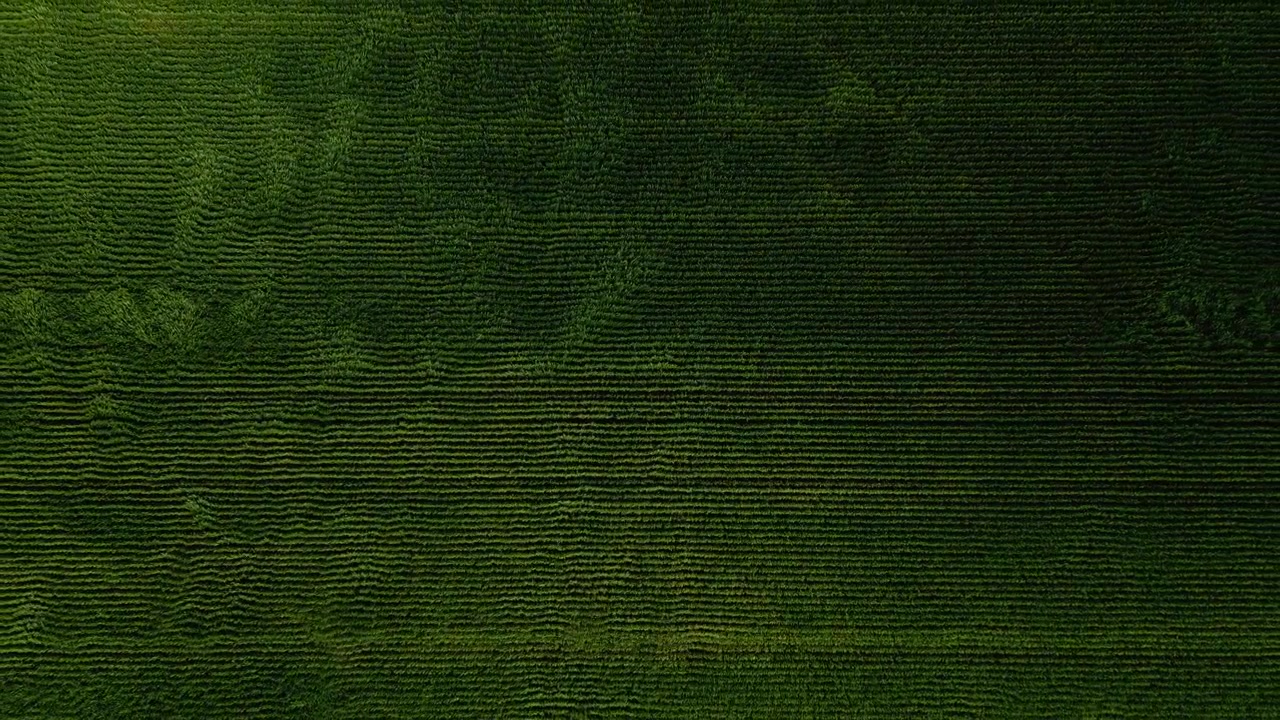 Top down aerial drone shot rising from a close view of green wheat to reveal a vast prairie field during the summer growing season