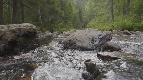 forest stream with rocks