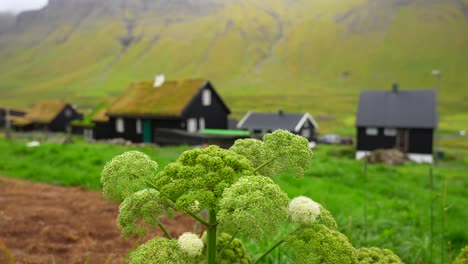 Flores-De-Angélica-Verde-En-El-Pueblo-Feroés-Gasadalur-En-Vagar,-Islas-Feroe