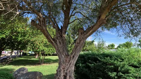 Un-Viejo-Olivo-Con-Tronco-Agrietado-Y-Retorcido-Justifica-Lentamente-El-Paso-Del-Tiempo-En-El-Parque-Público,-Trasplantado-Con-Técnicas-Ancestrales-De-Jardinería,-Disparo-De-Retroceso